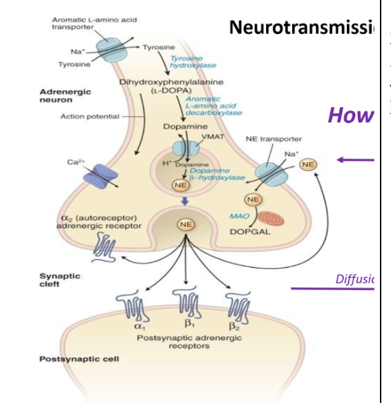 <p>1)Tyrosine is actively transported in to the neuron</p><p>2)Tyrosine is converted into L Dopa via tyrosine hydroxylase</p><p>3)L Dopa is converted into Dopamine via Aromatic L amino acid decarboxylase</p><p>4)Dopamine turns into NE via dopamine B hydroxylase in the storage vesicle</p><ol start="5"><li><p>Calcium influx triggers release of NE from storage vesicles</p></li></ol>