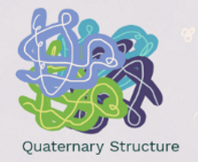 <p><strong><span>Quaternary: when polypetide chains interact with each other forming a quaternary structure&nbsp;</span></strong>&nbsp;</p>