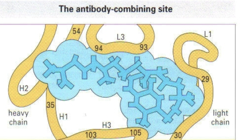 <p>the antibody combining site</p>