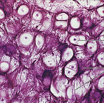 <p>what is the connective tissue?</p>
