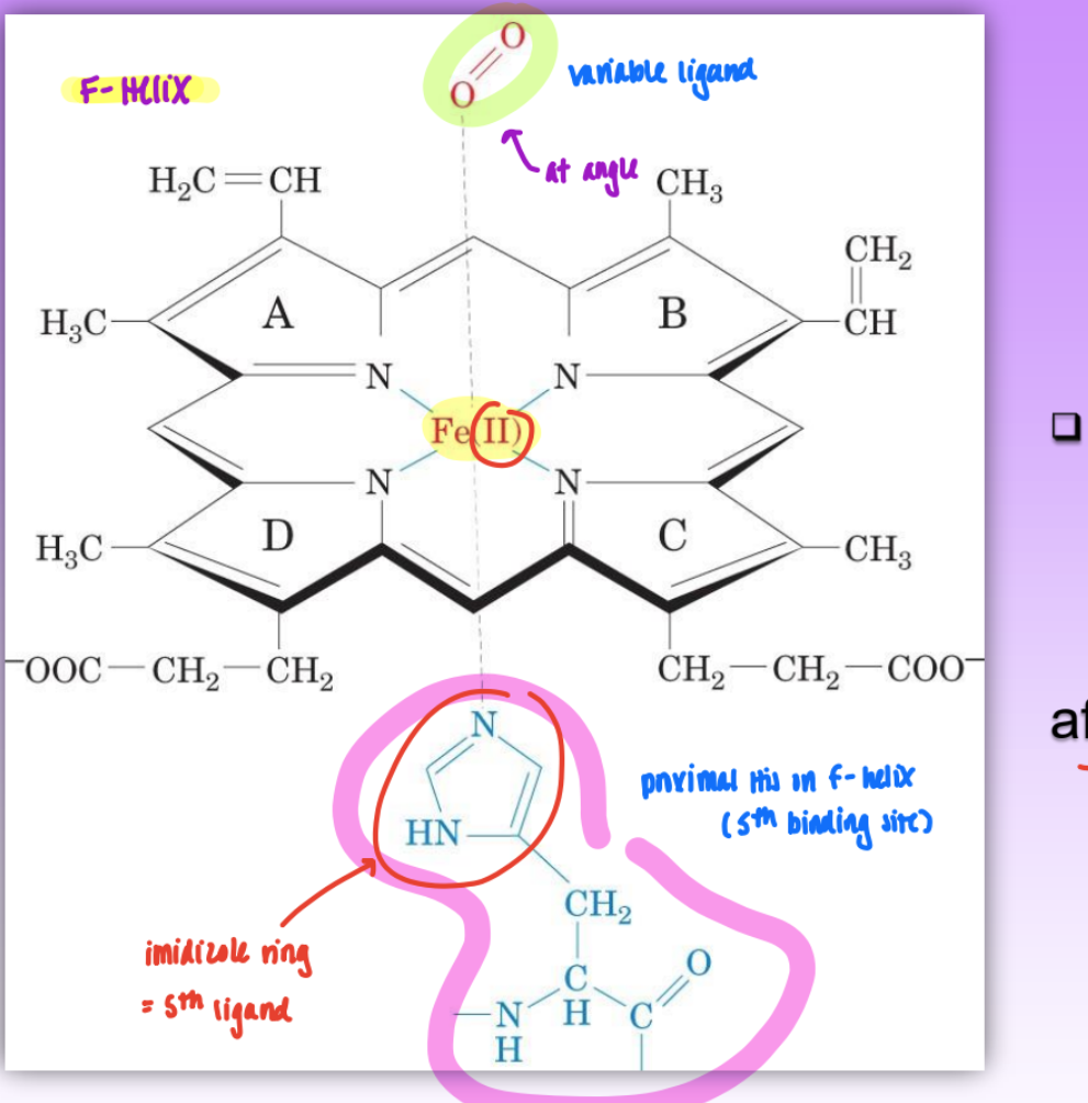 <ul><li><p>= O2 binding site = prosthetic group tightly bound between helix E and helix F</p></li></ul><ul><li><p>ion oxidation state is important (Fe2+ not Fe3+)</p></li><li><p>only Fe2+ binds O2 (must protect from aq spont. oxidation into Fe3+)</p></li><li><p>1 in myo and 4 in hemo</p></li><li><p>6 ligands of Fe 2+</p><ul><li><p>4 from heme</p></li><li><p>proximal His93 (F helix)</p></li><li><p>variable ligand (O2, CO, H2O)</p></li></ul></li><li><p>also have distal His64 (E-helix)</p><ul><li><p>influences variable ligand affinity; not directly bound to iron center</p></li><li><p>weak interaction w/ Fe but can still influence</p></li></ul></li></ul><p></p>
