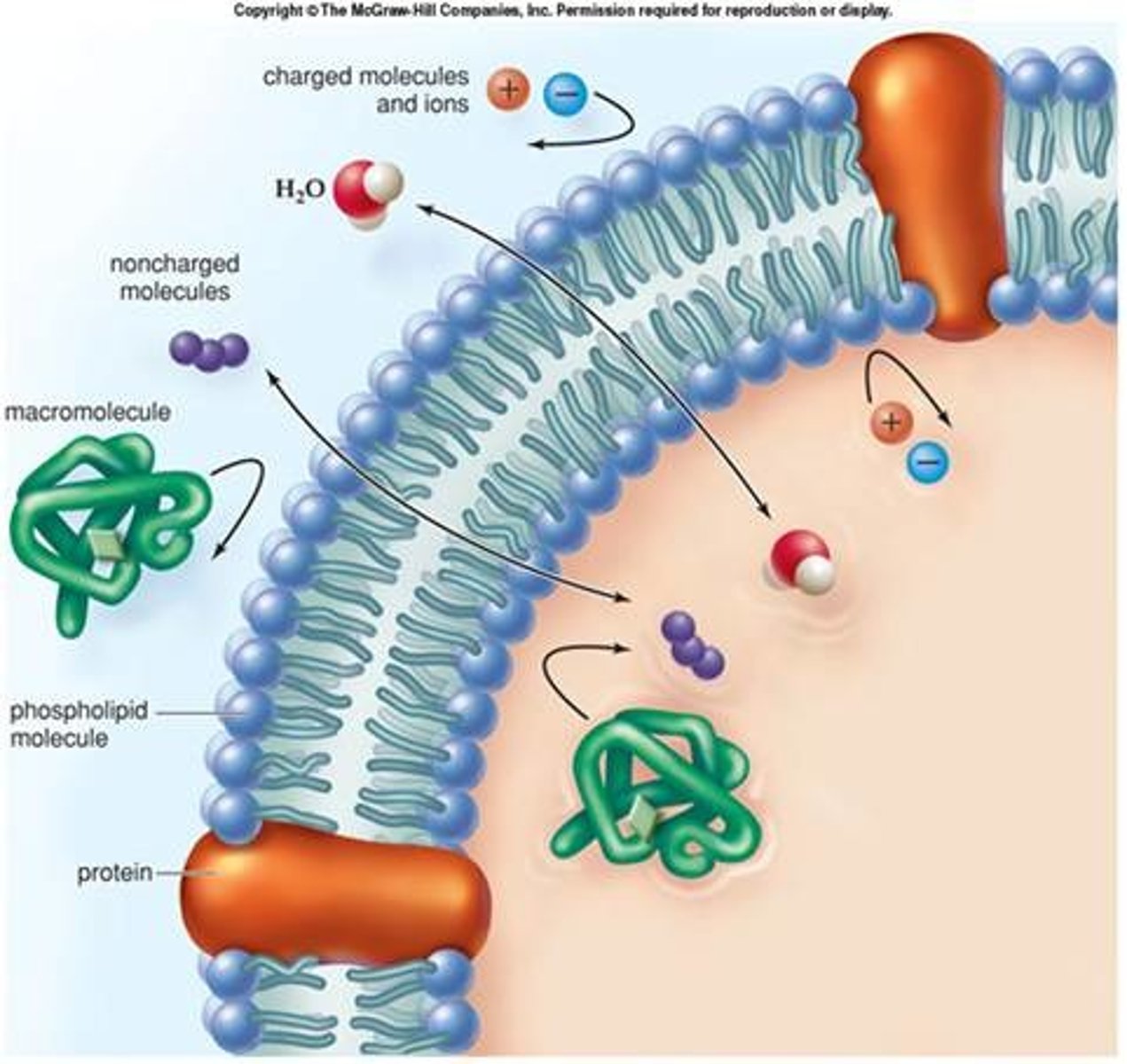 <p>Selective= pick and choose</p><p>Permeable= things can pass through</p><p>The cell membrane is said to be selectively permeable because it allows certain things to pass through and prevents other things from passing through.</p>