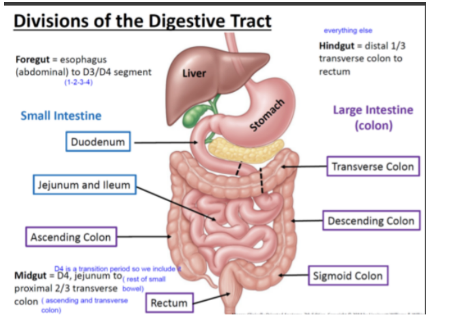 <p>Large intestine</p>