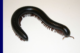 <ul><li><p>Two pairs of legs/body segment</p></li><li><p>Millipede</p></li></ul><p></p>