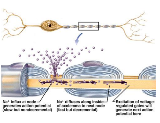 <p>Action potentials ‘jumps’ from one node to the next</p><p></p>