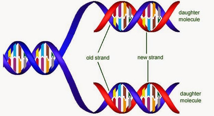 <p>The two strands of the parent DNA molecule must separate so that each can serve as a template for the new DNA strands that are being built.</p>