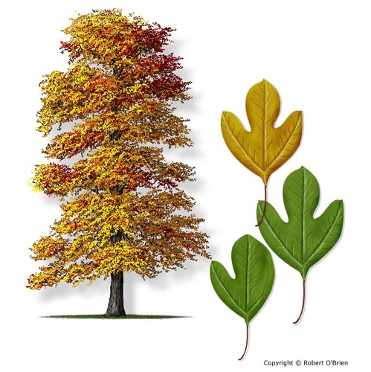 <p>All parts of the tree are aromatic with a pleasant odor and a slightly sweet but astringent taste. The root and root bark were formerly used medicinally. The root is thick and woody. When alive, it is whitish but rapidly turns cinnamon-brown on exposure to air</p>