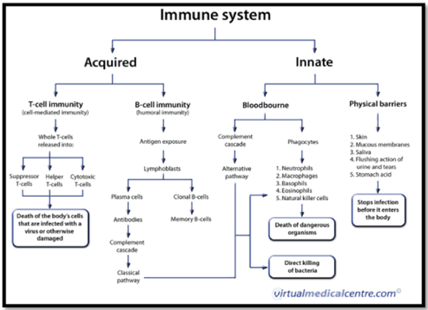 <p>the augmentation of body defense mechanisms in response to a specific stimulus, which can cause the elimination of microorganisms and recovery from disease. Response leaves host with a specific memory (acquired resistance). Organized around T and B lymphocytes</p>