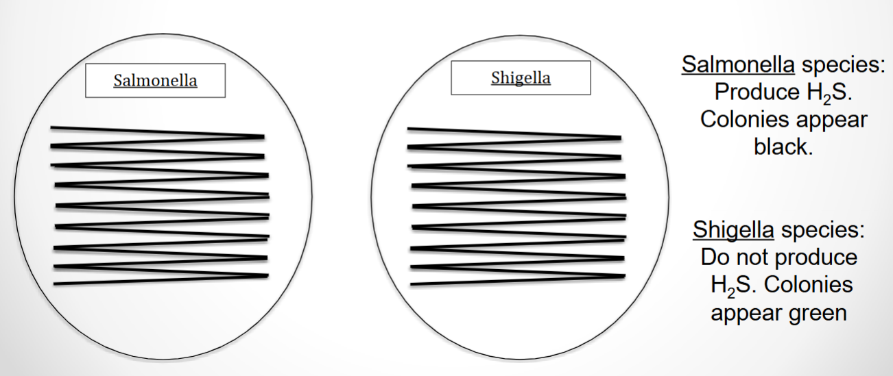 <p>Selective for Gram + bacteria & Differential (differentiates b/t microbes that can-<u>Salmonella</u> /cannot produce H<sub>2</sub>S from sulfur-<u>Shigella</u>)</p><p><u>Selective component</u>: Bile salts</p><p><u>Differential component:</u> Sulfur and Iron</p>