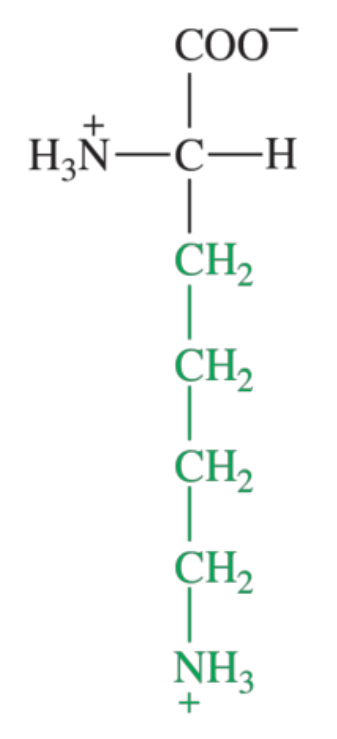 <p>What amino acid is shown in the image?</p>