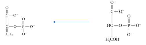 <p>responsible for dehydration of 2-phosphoglycerate (2PG)</p>
