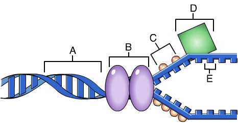 <p>Which of these is responsible for the catalyzing the formation of an RNA primer </p>