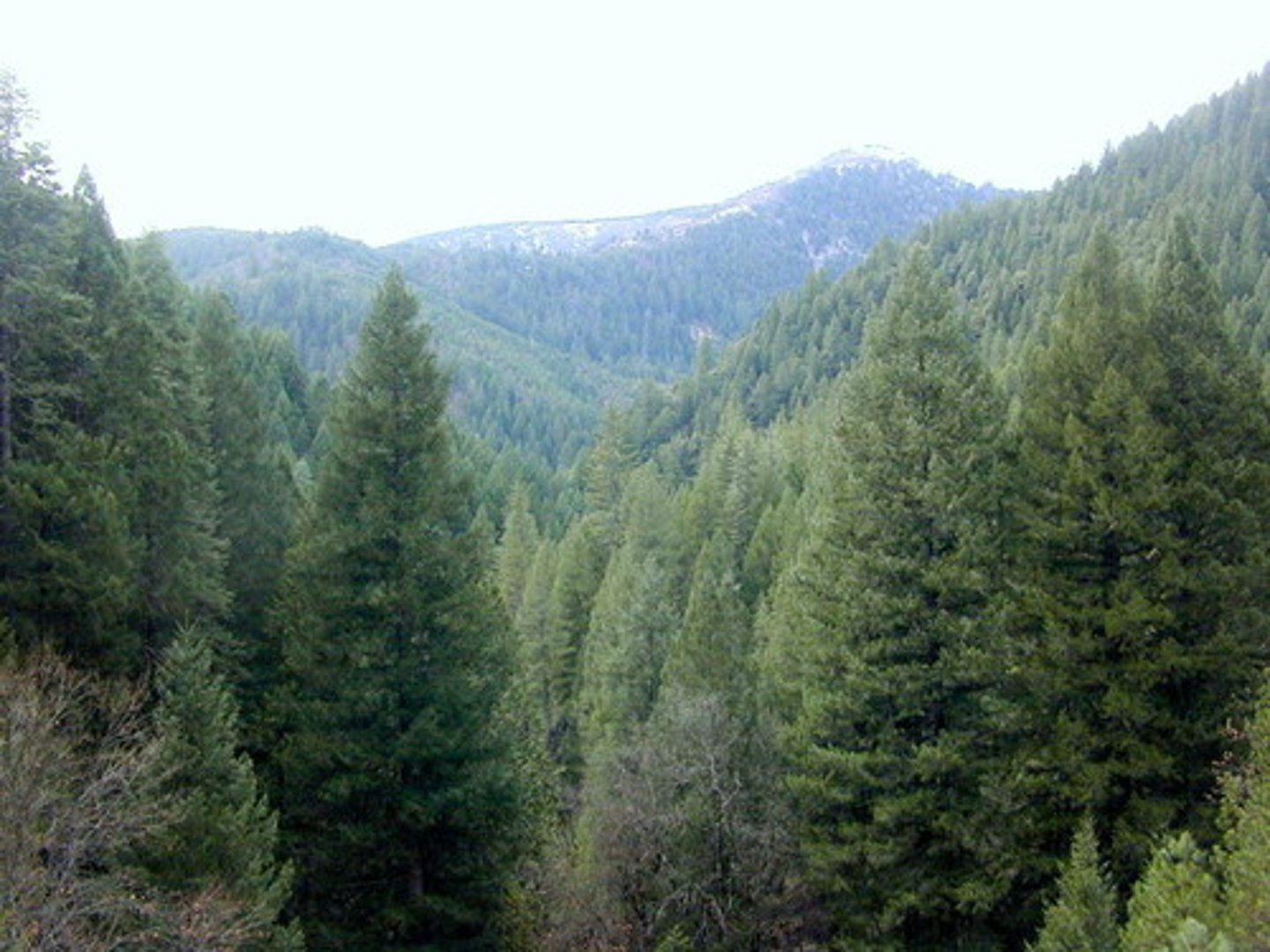<p>A forest made up primarily of coniferous evergreen trees that can tolerate cold winters and short growing seasons.</p><p>(Also known as taiga or coniferous forest) </p><p>Largest land Biome on Earth</p>