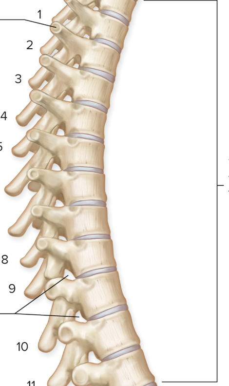 <p>articulate with one another and with the ribs at articular facets; twelve</p>