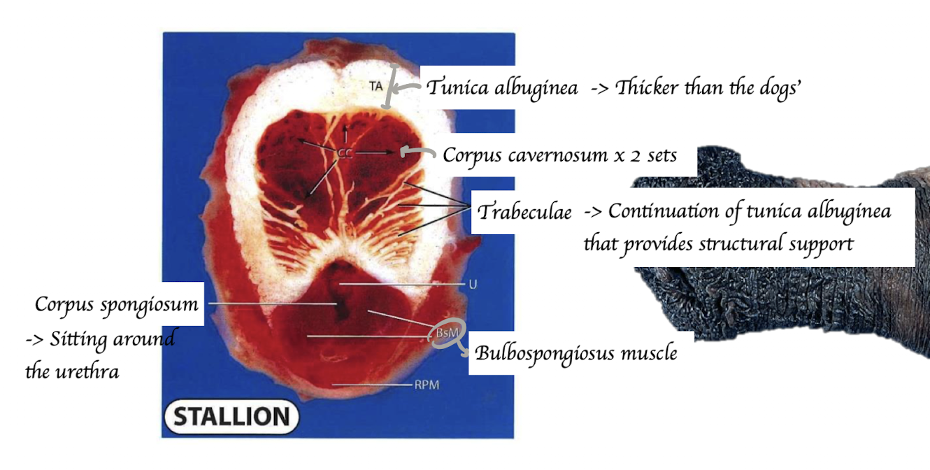 <p>Horse </p><ul><li><p>Tunica albuginea is thicker than dog’s </p></li><li><p>No bone separating the corpus cavernosum </p></li></ul><p></p>