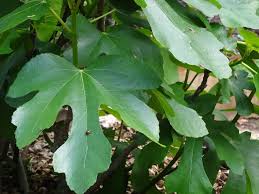 <p>Common Fig&nbsp;</p>