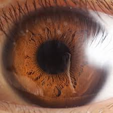 <p>The <strong><em></strong></em>__ is the colored part of the eye that regulates the size of the pupil and controls the amount of light entering the eye.</p>