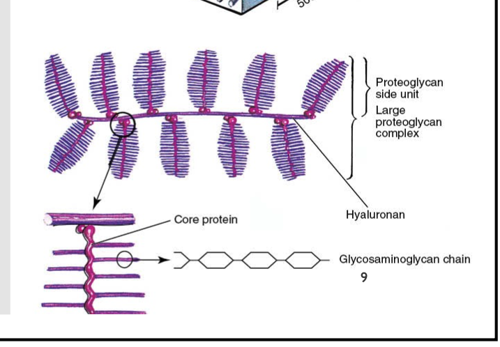 <p>made of glycosaminoglycan (GAG) chains, core protein, hyaluronan&nbsp;</p>