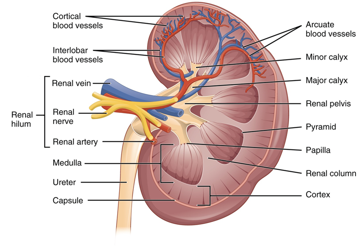 Cortical blood vessels.

Interlobar blood vessels.

Renal hilum.

* Renal vein.
* Renal nerve.
* Renal artery.

Medulla.

Ureter.

Capsule.

Arcuate blood vessels.

Minor calyx.

Major calyx.

Renal pelvis.

Pyramid.

Papilla.

Renal column.

Cortex.