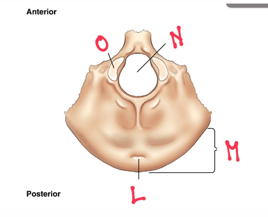 <p>O</p><ul><li><p>are oval processes with convex surfaces</p></li><li><p><strong>articulate with </strong>depressions on the <strong>first cervical vertebra</strong>, called the atlas = <strong>atlanto-occipital joint</strong></p></li></ul><p></p>