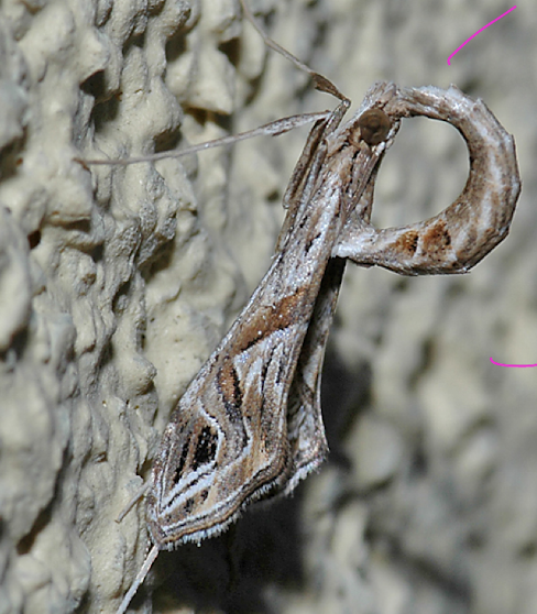 <p>abdomen is able to flip upwards</p>