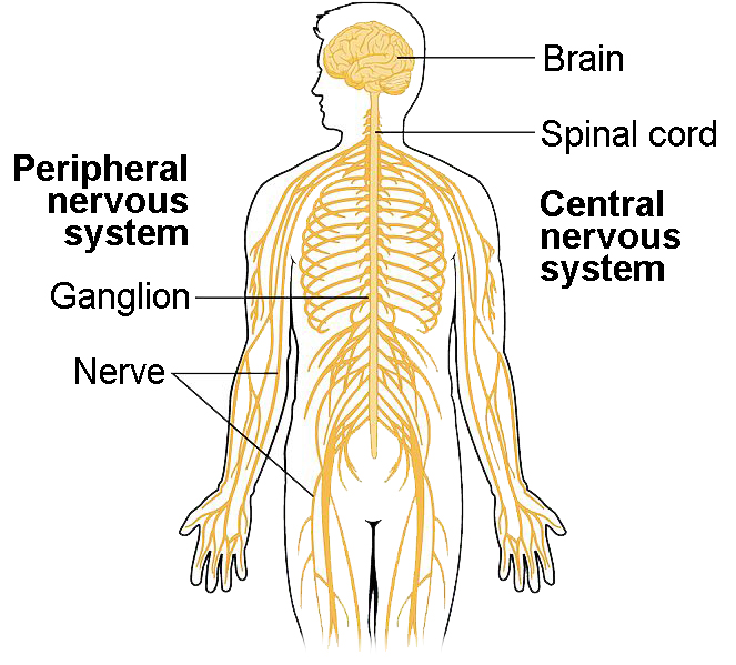 <ul><li><p>nerves throughout the body</p><ul><li><p>31 pairs of spinal nerves</p></li><li><p>12 pairs of cranial nerves</p></li></ul></li></ul>