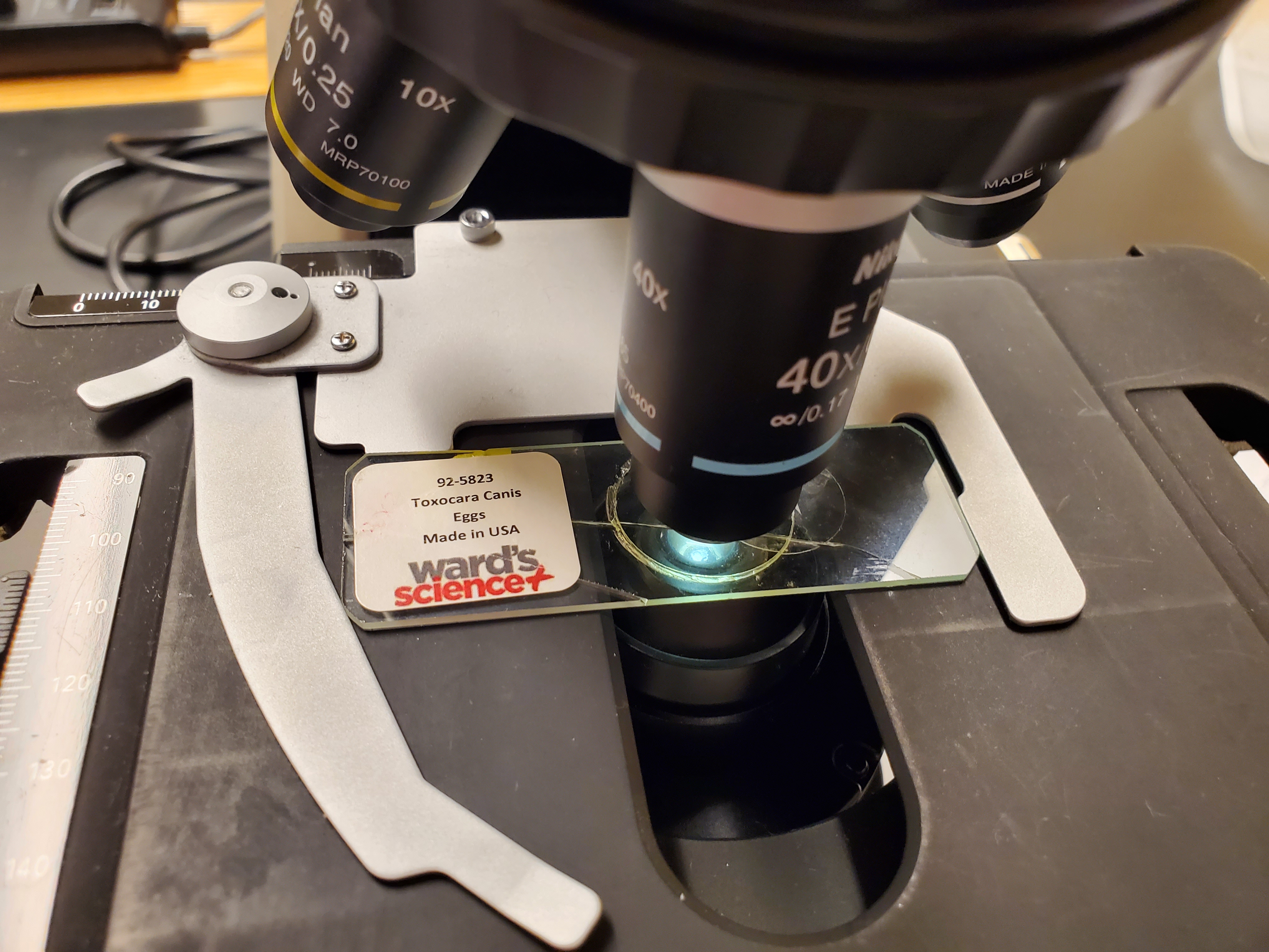 <p>Toxocara Canis Eggs</p>