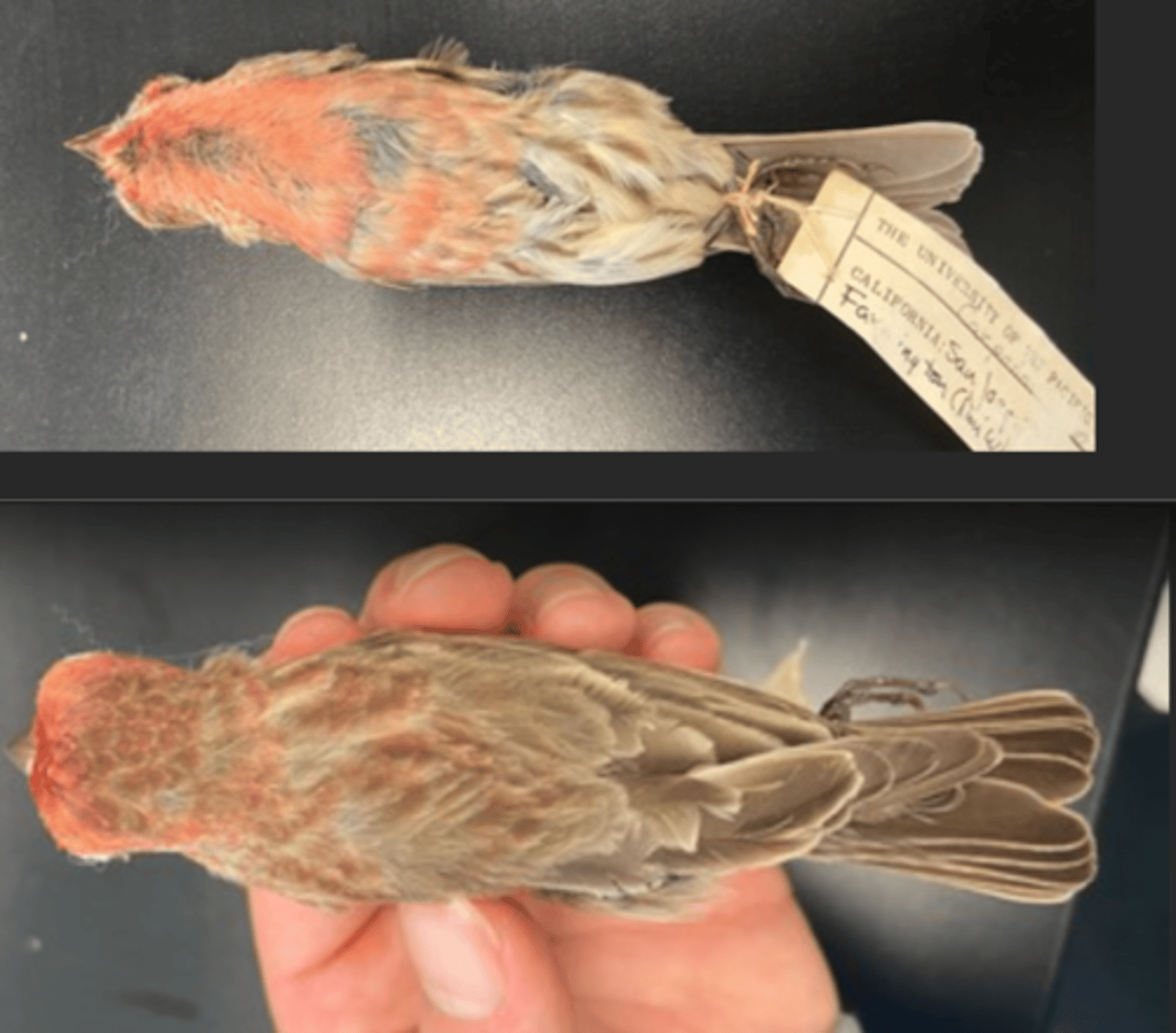 <p>DIET</p><p>- Herbivorous (plants/fruits/seeds)</p><p>---------------------------</p><p>BEAK</p><p>- large</p><p>- thick beaks</p><p>- gray color</p><p>---------------------------</p><p>FOOT MORPHOLOGY</p><p>- Anisodactyl</p>