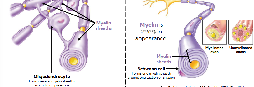 <p>Oligodendrocyte in the CNS: forms SEVERAL myelin sheaths around MULTIPLE axons </p><p>Schwann cells in the PNS: forms ONE myelin sheath around ONE section of axon </p>