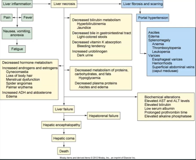 <p>Liver tissue replaced w/fibrous/scar tissue</p><ul><li><p>ETOH, Viral Hepatitis, Biliary Disease</p></li><li><p>Scarring → liver flow disruption → portal HTN → liver failure</p></li></ul><p></p><p>Portal vein: transport blood from stomach, intestines, spleen, & pancreas → liver</p><p>s/s:</p><ul><li><p>Weight loss, Ascites (v albumin)</p></li><li><p>Hepatomegaly & Splenomegaly</p></li><li><p>Jaundice</p></li><li><p>Caput Medusae: enlarged veins around umbilicus</p></li><li><p>Esophageal Varices → GI bleeding</p></li><li><p>Hepatic Encephalopathy → v LOC from ^ ammonia</p></li><li><p>Clay-stool & dark urine</p></li><li><p>v weight, weakness,</p></li></ul><p></p><p>d/x:</p><ul><li><p>Liver function test</p></li><li><p>Coag studies, CBC, CT. ^ ammonia lvs</p></li></ul><p></p><p>t/x:</p><ul><li><p>TIPS (Transjugular intrahepatic portosystemic shunt)</p></li><li><p>Lactulose ammonia</p></li><li><p>Prevent infection</p></li><li><p>Liver Transplantation</p></li></ul><p></p>