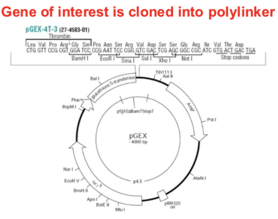 <p><span style="font-size: calc(var(--scale-factor)*20.30px);"><span>• GST gene upstream of polylinker</span></span><span><span><br></span></span><span style="font-size: calc(var(--scale-factor)*20.30px);"><span>• Bacterial promoter (P</span></span><span style="font-size: calc(var(--scale-factor)*13.53px);"><span>lac</span></span><span style="font-size: calc(var(--scale-factor)*20.30px);"><span>)</span></span><span><span><br></span></span><span style="font-size: calc(var(--scale-factor)*20.30px);"><span>• RNA polymerase transcribes to</span></span><span><span><br></span></span><span style="font-size: calc(var(--scale-factor)*20.27px);"><span>produce a single mRNA</span></span><span><span><br></span></span><span style="font-size: calc(var(--scale-factor)*20.27px);"><span>• Produces large quantities of GST</span></span><span><span><br></span></span><span style="font-size: calc(var(--scale-factor)*20.27px);"><span>fusion protein</span></span><span><span><br></span></span><span style="font-size: calc(var(--scale-factor)*18.05px);"><span>Gene of interest is cloned into polylinker</span></span></p><p><br></p>