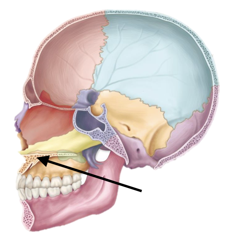 <p>Name the bone</p>