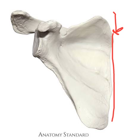 <p>scapula, longest, straightest, thinnest border</p>