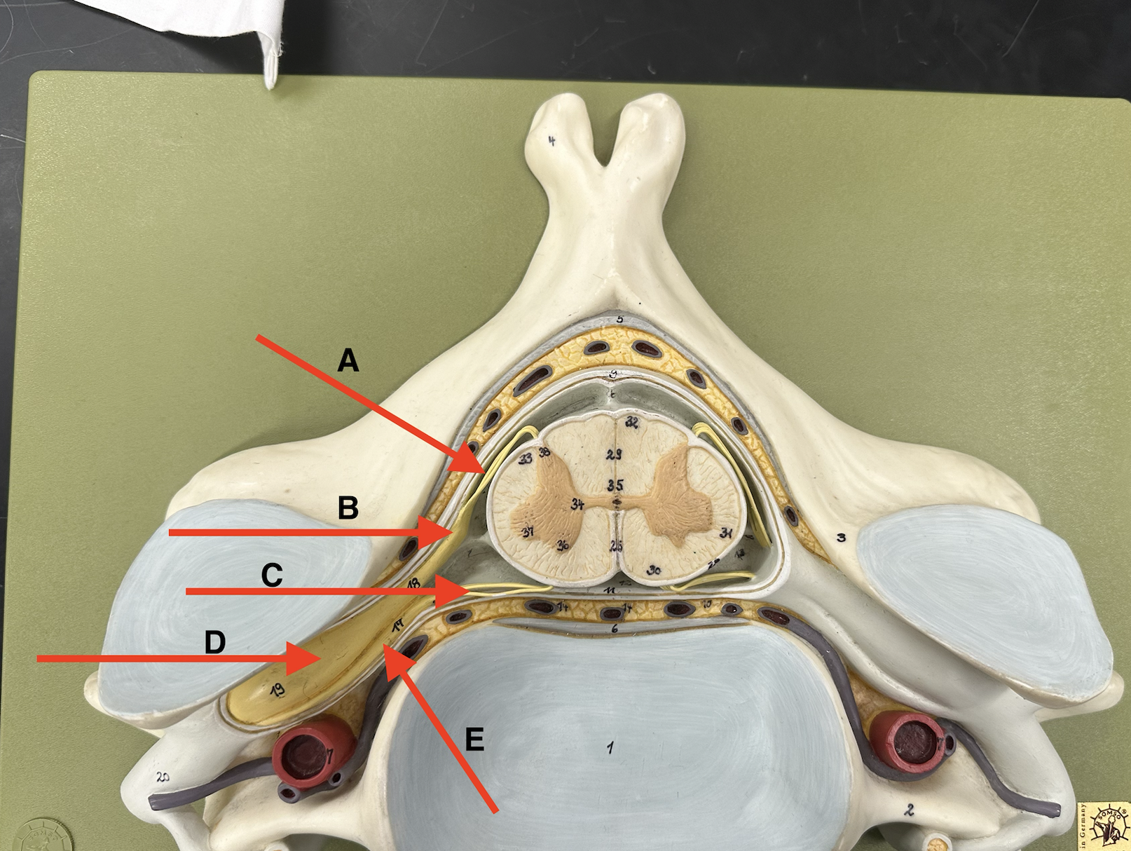 <p>Name point D.</p>