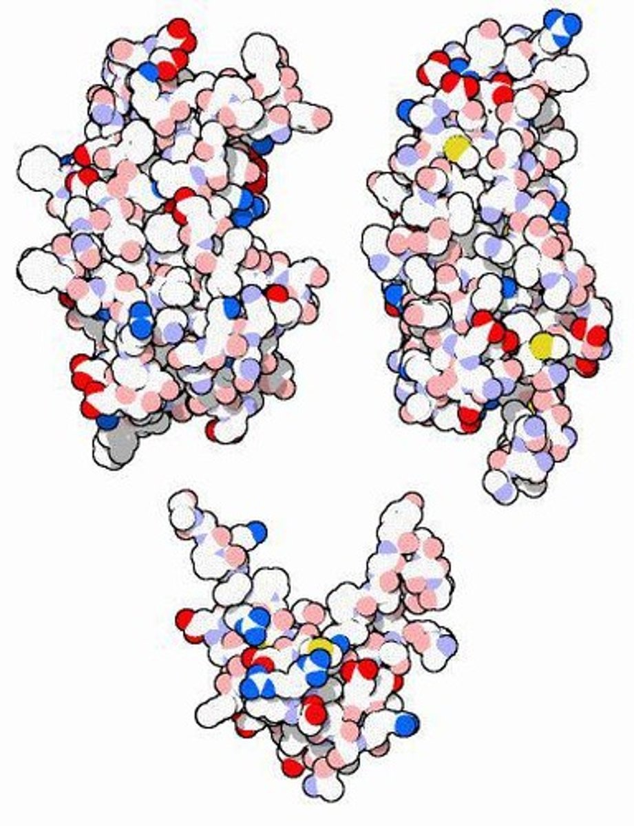 <p>Distinct functional regions within a protein.</p>
