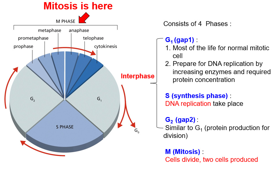 <p>Mitosis: the cell splits into two new daughter cells</p>