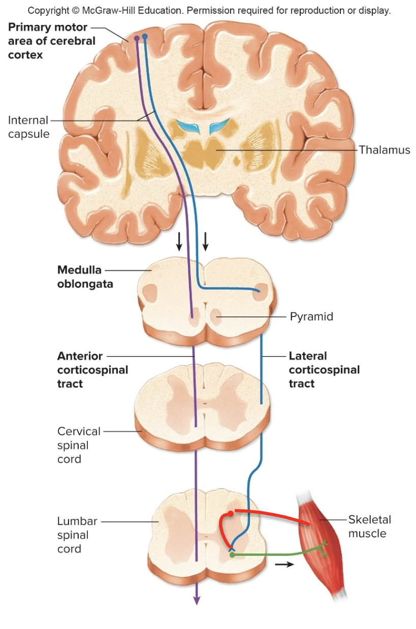 <p>Neural control of skeletal muscles- lower motor neurons</p>