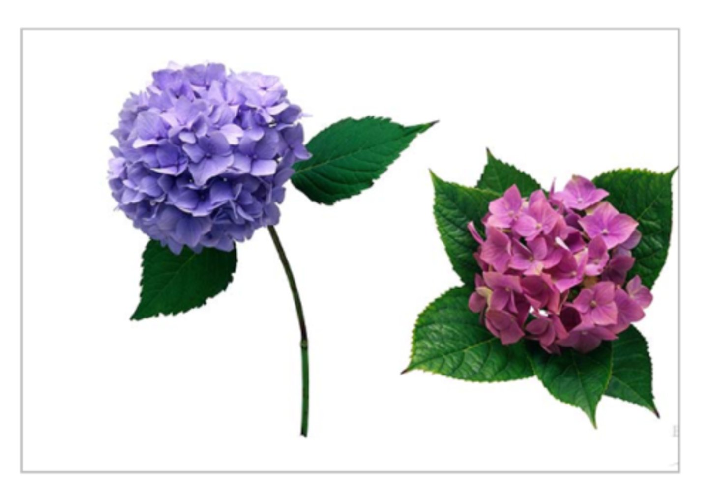 <p>The pH of the soil will change the color of hydrangea flowers from blue to pink; Western White Butterfly wing color changes depending upon when they hatch</p>