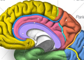 <p>Thin dark blue line</p>