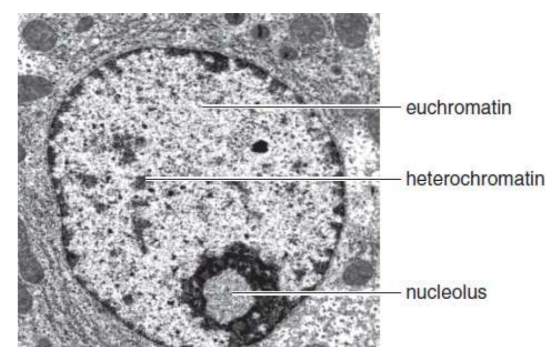 <p>dispersed chromatin; light under light microscopy; genetically active DNA</p>