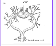 <p>a <strong>true brain</strong> with a <strong>well-defined ventral nerve cord</strong></p>
