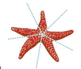 <p>what symmetry</p>