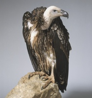 <p>The words he uses evokes an emotional response. ‘‘Cold, hallowed remnant, telescopic corpse’’ <br>Violent imagery created from the diction</p>