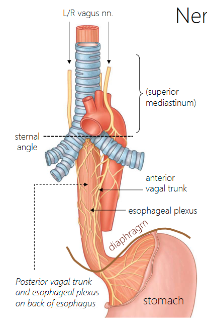 <p><span>parasympathetic innervation in the abdomen and GI tract.</span></p>