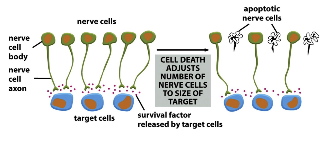 <p><strong>Removes neurons that don’t make proper connections</strong></p><ul><li><p>Up to 50% of neurons die</p></li><li><p>Ensures correct matching of nerve and target cells</p></li></ul><p></p>