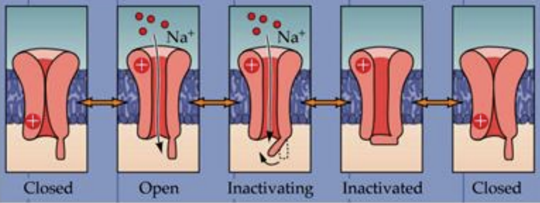 <ul><li><p><strong>Open Briefly (~1 millisecond)</strong>: The ______ open in response to <strong>membrane depolarization</strong>, allowing Na⁺ to flow into the cell.</p></li><li><p><strong>Inactivate Rapidly</strong>: After opening, the _______ close quickly even if depolarization is still happening.</p></li><li><p><strong>Closed Until Resting Potential</strong>: The _______ remain closed until the resting membrane potential is restored.</p></li></ul><p></p>