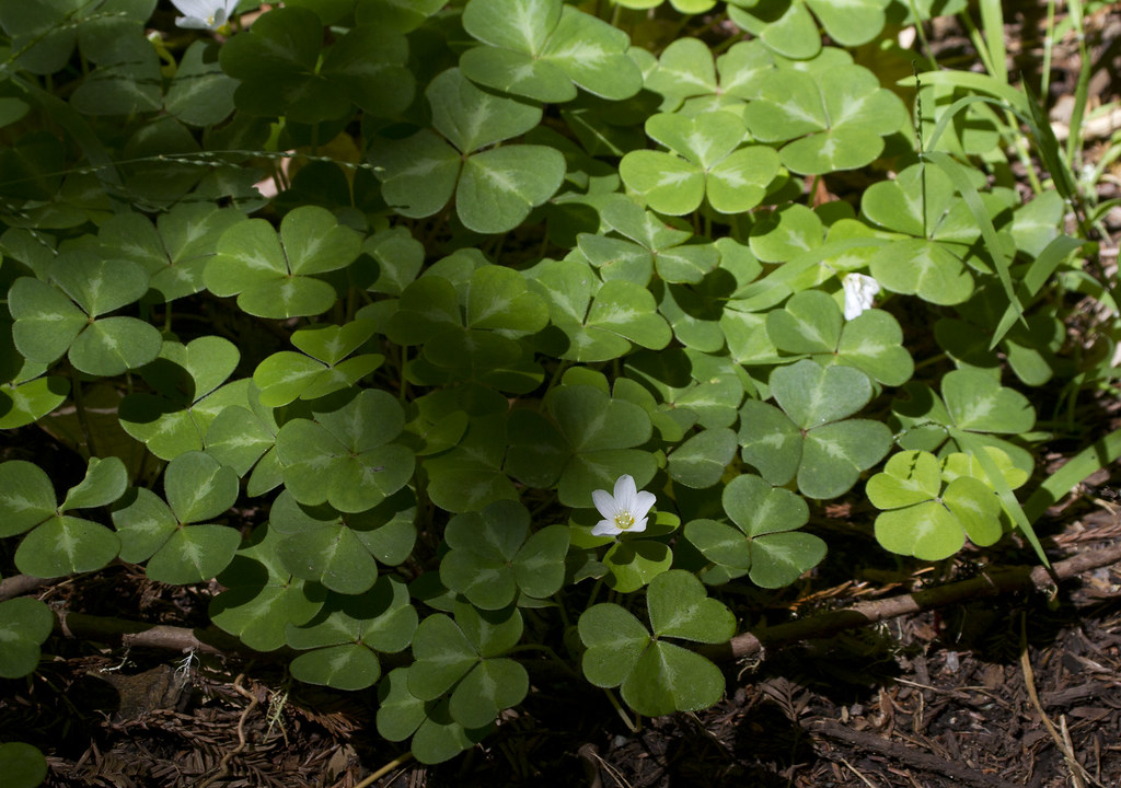 <p>Redwood Sorrel</p>