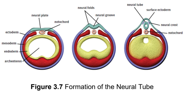 <p>gives rise to the central nervous system</p>