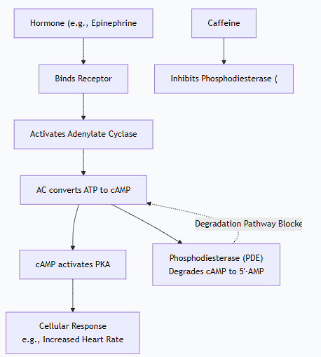 <p>Here is a detailed explanation of how caffeine stimulates cAMP levels in target cells.</p><p>The Short Answer</p><p class="ds-markdown-paragraph">Caffeine stimulates cAMP levels by <strong>inhibiting the enzyme that breaks it down</strong>. It does this by blocking the action of <strong>phosphodiesterase (PDE)</strong>, the enzyme responsible for degrading cyclic AMP (cAMP) to its inactive form, 5'-AMP.</p><div data-type="horizontalRule"><hr></div><p>The Detailed Molecular Mechanism</p><p class="ds-markdown-paragraph">To understand this, it's crucial to recall the normal cAMP cycle:</p><ol><li><p class="ds-markdown-paragraph"><strong>Production:</strong> A hormone (e.g., epinephrine) binds to its receptor (e.g., a β-adrenergic receptor), activating a G-protein and the enzyme <strong>adenylate cyclase</strong>. This enzyme converts ATP to <strong>cAMP</strong>.</p></li><li><p class="ds-markdown-paragraph"><strong>Action:</strong> cAMP acts as a second messenger, primarily by activating <strong>Protein Kinase A (PKA)</strong>, which then phosphorylates various target proteins to create a cellular response (e.g., increased heart rate, glycogen breakdown).</p></li><li><p class="ds-markdown-paragraph"><strong>Termination:</strong> The signal is terminated when the enzyme <strong>phosphodiesterase (PDE)</strong> catalyzes the hydrolysis of cAMP into <strong>5'-AMP</strong>, which is inactive.</p></li></ol><p>As the diagram illustrates, caffeine's primary mechanism is to <strong>antagonize</strong> the degradation of cAMP. Here's how it works:</p><ol><li><p class="ds-markdown-paragraph"><strong>Structural Mimicry:</strong> Caffeine is a <strong>methylxanthine</strong>. Its molecular structure is similar to that of adenine, a core component of ATP, cAMP, and other cellular molecules. This allows it to bind to the active sites of certain enzymes that normally interact with these molecules.</p></li><li><p class="ds-markdown-paragraph"><strong>Competitive Inhibition:</strong> Caffeine acts as a <strong>competitive inhibitor</strong> of phosphodiesterase (PDE). It diffuses into the cell and binds to the active site of the PDE enzyme, physically blocking cAMP from entering and being hydrolyzed.</p></li><li><p class="ds-markdown-paragraph"><strong>Result: Accumulation of cAMP:</strong> With PDE activity suppressed, the natural degradation of cAMP is slowed or halted. However, the production of cAMP via adenylate cyclase continues (especially if a hormone is present).</p><ul><li><p class="ds-markdown-paragraph">This leads to a <strong>net increase in the concentration of intracellular cAMP</strong>.</p></li><li><p class="ds-markdown-paragraph">Elevated cAMP levels lead to <strong>prolonged and enhanced activation of Protein Kinase A (PKA)</strong>.</p></li></ul></li><li><p class="ds-markdown-paragraph"><strong>Amplified Cellular Response:</strong> The sustained activation of PKA leads to continued phosphorylation of its target proteins. This results in an amplified and prolonged physiological response. Key effects include:</p><ul><li><p class="ds-markdown-paragraph"><strong>Stimulation of the Central Nervous System:</strong> Increased alertness and reduced fatigue.</p></li><li><p class="ds-markdown-paragraph"><strong>Increased Heart Rate and Force of Contraction:</strong> (Positive chronotropic and inotropic effects).</p></li><li><p class="ds-markdown-paragraph"><strong>Lipolysis:</strong> Breakdown of fats in adipose tissue.</p></li><li><p class="ds-markdown-paragraph"><strong>Bronchodilation:</strong> Relaxation of smooth muscles in the airways.</p></li></ul></li></ol><p>Important Nuances and Additional Mechanisms</p><p class="ds-markdown-paragraph">While PDE inhibition is the primary mechanism, caffeine's effects are complex and involve other pathways:</p><ul><li><p class="ds-markdown-paragraph"><strong>Antagonism of Adenosine Receptors:</strong> This is a <strong>parallel and perhaps more significant mechanism</strong> for some of caffeine's effects, especially in the brain.</p><ul><li><p class="ds-markdown-paragraph"><strong>Adenosine</strong> is a neuromodulator that promotes sleep and relaxation. It works by binding to its own GPCRs (A₁ and A₂ₐ receptors).</p></li><li><p class="ds-markdown-paragraph"><strong>Some Adenosine Receptors (A₂ₐ)</strong> are coupled to G-proteins that <em>inhibit</em> adenylate cyclase, thus <em>lowering</em> cAMP levels.</p></li><li><p class="ds-markdown-paragraph">Caffeine is a <strong>competitive antagonist</strong> at adenosine receptors. By blocking adenosine from binding, it prevents the decrease in cAMP that adenosine would cause.</p></li><li><p class="ds-markdown-paragraph">Therefore, by blocking inhibitory adenosine receptors, caffeine indirectly <strong>maintains or increases cAMP levels</strong> and neuronal activity.</p></li></ul></li><li><p class="ds-markdown-paragraph"><strong>Synergistic Effect:</strong> In cells where a hormone is simultaneously stimulating adenylate cyclase (e.g., epinephrine during stress), caffeine's inhibition of PDE creates a powerful <strong>synergistic effect</strong>, leading to a much larger spike in cAMP than either substance could achieve alone.</p></li></ul><p>Summary</p><table style="min-width: 75px;"><colgroup><col style="min-width: 25px;"><col style="min-width: 25px;"><col style="min-width: 25px;"></colgroup><tbody><tr><th colspan="1" rowspan="1" style="border-bottom: 1.06667px solid rgba(0, 0, 0, 0.12); font: 500 15px / 25px quote-cjk-patch, Inter, system-ui, -apple-system, BlinkMacSystemFont, &quot;Segoe UI&quot;, Roboto, Oxygen, Ubuntu, Cantarell, &quot;Open Sans&quot;, &quot;Helvetica Neue&quot;, sans-serif; border-top: none; padding: 10px 16px 10px 0px; text-align: left;"><p><strong>Mechanism</strong></p></th><th colspan="1" rowspan="1" style="border-bottom: 1.06667px solid rgba(0, 0, 0, 0.12); font: 500 15px / 25px quote-cjk-patch, Inter, system-ui, -apple-system, BlinkMacSystemFont, &quot;Segoe UI&quot;, Roboto, Oxygen, Ubuntu, Cantarell, &quot;Open Sans&quot;, &quot;Helvetica Neue&quot;, sans-serif; border-top: none; padding: 10px 16px; text-align: left;"><p><strong>Target</strong></p></th><th colspan="1" rowspan="1" style="border-bottom: 1.06667px solid rgba(0, 0, 0, 0.12); font: 500 15px / 25px quote-cjk-patch, Inter, system-ui, -apple-system, BlinkMacSystemFont, &quot;Segoe UI&quot;, Roboto, Oxygen, Ubuntu, Cantarell, &quot;Open Sans&quot;, &quot;Helvetica Neue&quot;, sans-serif; border-top: none; padding: 10px 16px; text-align: left;"><p><strong>Effect on cAMP</strong></p></th></tr><tr><td colspan="1" rowspan="1" style="border-bottom: 1.06667px solid rgba(0, 0, 0, 0.1); font: 400 15px / 25px quote-cjk-patch, Inter, system-ui, -apple-system, BlinkMacSystemFont, &quot;Segoe UI&quot;, Roboto, Oxygen, Ubuntu, Cantarell, &quot;Open Sans&quot;, &quot;Helvetica Neue&quot;, sans-serif; min-width: 100px; max-width: max(30vw, 320px); padding: 10px 16px 10px 0px;"><p><strong>Primary</strong></p></td><td colspan="1" rowspan="1" style="border-bottom: 1.06667px solid rgba(0, 0, 0, 0.1); font: 400 15px / 25px quote-cjk-patch, Inter, system-ui, -apple-system, BlinkMacSystemFont, &quot;Segoe UI&quot;, Roboto, Oxygen, Ubuntu, Cantarell, &quot;Open Sans&quot;, &quot;Helvetica Neue&quot;, sans-serif; min-width: 100px; max-width: max(30vw, 320px); padding: 10px 16px;"><p>Inhibits <strong>Phosphodiesterase (PDE)</strong></p></td><td colspan="1" rowspan="1" style="border-bottom: 1.06667px solid rgba(0, 0, 0, 0.1); font: 400 15px / 25px quote-cjk-patch, Inter, system-ui, -apple-system, BlinkMacSystemFont, &quot;Segoe UI&quot;, Roboto, Oxygen, Ubuntu, Cantarell, &quot;Open Sans&quot;, &quot;Helvetica Neue&quot;, sans-serif; min-width: 100px; max-width: max(30vw, 320px); padding: 10px 16px;"><p><strong>Increases cAMP</strong> by preventing its degradation to 5'-AMP.</p></td></tr><tr><td colspan="1" rowspan="1" style="border-bottom: 1.06667px solid rgba(0, 0, 0, 0.1); font: 400 15px / 25px quote-cjk-patch, Inter, system-ui, -apple-system, BlinkMacSystemFont, &quot;Segoe UI&quot;, Roboto, Oxygen, Ubuntu, Cantarell, &quot;Open Sans&quot;, &quot;Helvetica Neue&quot;, sans-serif; min-width: 100px; max-width: max(30vw, 320px); padding: 10px 16px 10px 0px;"><p><strong>Secondary</strong></p></td><td colspan="1" rowspan="1" style="border-bottom: 1.06667px solid rgba(0, 0, 0, 0.1); font: 400 15px / 25px quote-cjk-patch, Inter, system-ui, -apple-system, BlinkMacSystemFont, &quot;Segoe UI&quot;, Roboto, Oxygen, Ubuntu, Cantarell, &quot;Open Sans&quot;, &quot;Helvetica Neue&quot;, sans-serif; min-width: 100px; max-width: max(30vw, 320px); padding: 10px 16px;"><p>Antagonizes <strong>Adenosine Receptors</strong> (A₂ₐ)</p></td><td colspan="1" rowspan="1" style="border-bottom: 1.06667px solid rgba(0, 0, 0, 0.1); font: 400 15px / 25px quote-cjk-patch, Inter, system-ui, -apple-system, BlinkMacSystemFont, &quot;Segoe UI&quot;, Roboto, Oxygen, Ubuntu, Cantarell, &quot;Open Sans&quot;, &quot;Helvetica Neue&quot;, sans-serif; min-width: 100px; max-width: max(30vw, 320px); padding: 10px 16px;"><p><strong>Prevents a decrease in cAMP</strong> by blocking an inhibitory pathway.</p></td></tr></tbody></table><p><span>In conclusion, caffeine stimulates cAMP levels primarily by acting as a </span><strong>phosphodiesterase inhibitor</strong><span>, effectively putting a "brake" on the enzyme that terminates the cAMP signal. This leads to accumulation of cAMP and amplification of the "fight-or-flight" responses associated with this key second messenger.</span></p>