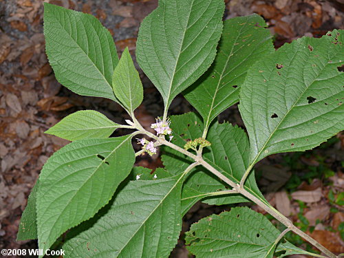 <p>American beautyberry scientific name</p>